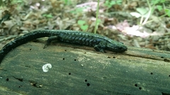 Ambystoma 'unisexual complex'