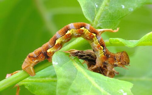 Didysis žiemsprindis nuotrauka