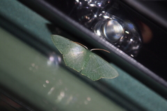 Thalassodes immissaria