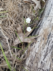 Stylisma patens angustifolia