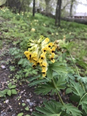 Corydalis nobilis