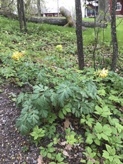 Corydalis nobilis