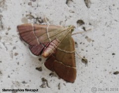 Stemmatophora flavicaput