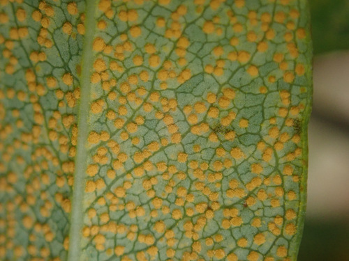 Melampsora androsaemi
