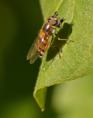 Betasyrphus
