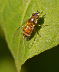 Betasyrphus