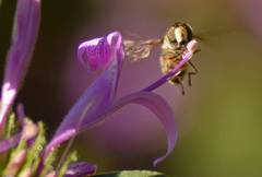 Betasyrphus