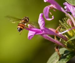Betasyrphus