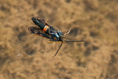 Synanthedon