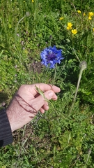 Centaurea cyanus