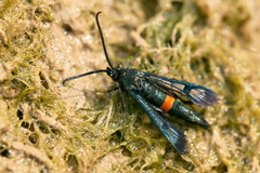 Synanthedon