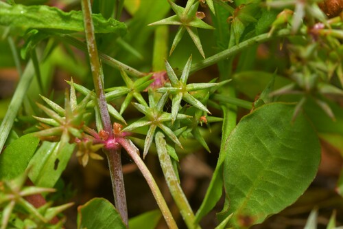 Image of Damasonium bourgaei by (c) Paulo Martins, some rights reserved (CC BY-SA)