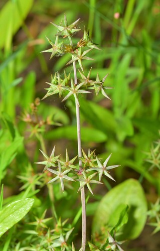 Image of Damasonium bourgaei by (c) Paulo Martins, some rights reserved (CC BY-SA)
