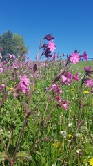 Silene dioica