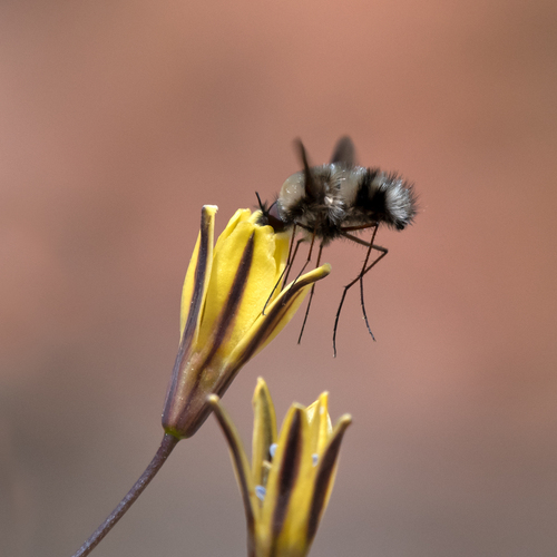 Bombylius anthophilus observed 2024-05-24