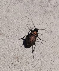 Carabus lusitanicus