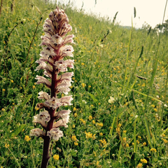 Orobanche crenata