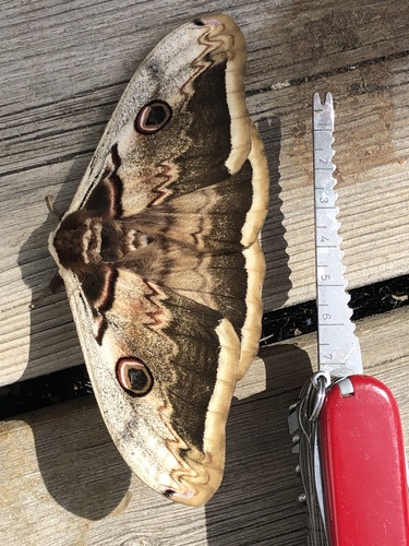 Saturnia pyri