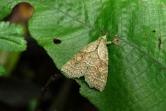 Olulis puncticinctalis