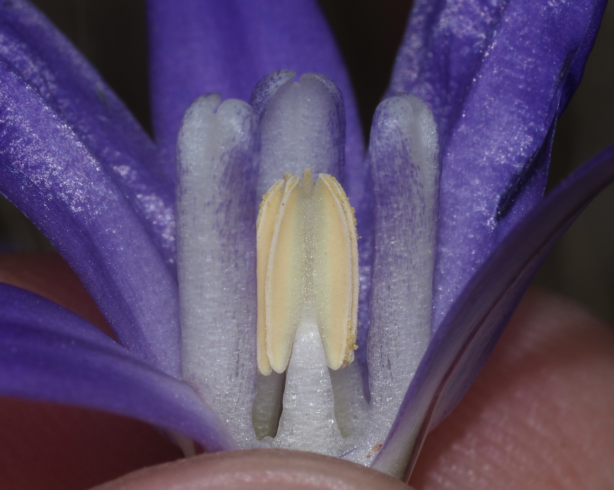 Brodiaea terrestris ssp. kernensis