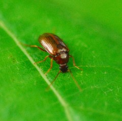 Gonodera luperus