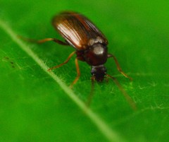 Gonodera luperus