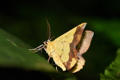 Erastria madecassaria