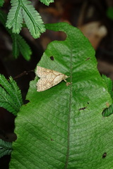 Olulis puncticinctalis