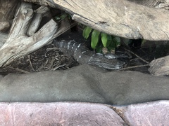 Varanus albigularis microstictus