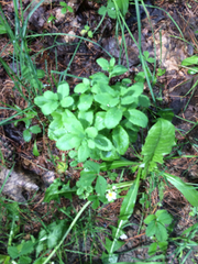 Phedimus kamtschaticus