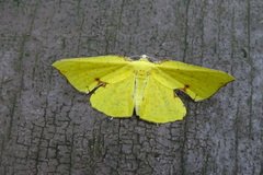 Corymica spatiosa