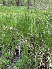 Carex emoryi