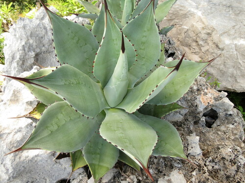 Agave wercklei