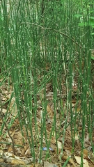 Equisetaceae