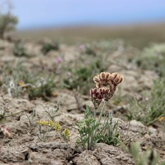 Cymopterus
