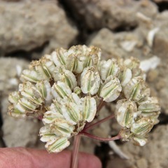 Cymopterus