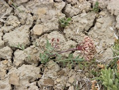 Cymopterus