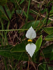 Dalechampia caperonioides