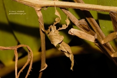 Phyllocrania paradoxa