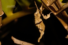 Phyllocrania paradoxa