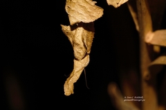 Phyllocrania paradoxa
