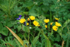 Picris japonica kamtschatica
