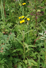 Picris japonica kamtschatica
