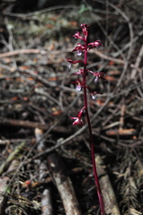 Corallorhiza maculata occidentalis