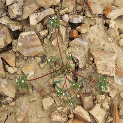 Ipomopsis polycladon