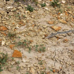 Ipomopsis polycladon