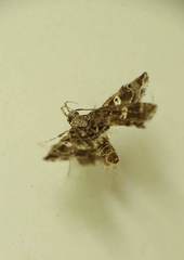 Nosphistica bisinuata