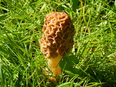 Morchellaceae