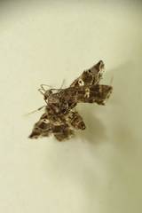 Nosphistica bisinuata