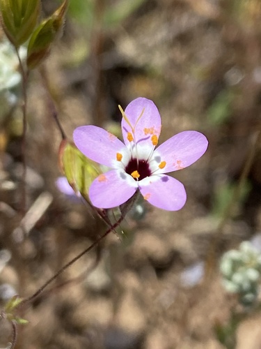 iNaturalist observation photo of Serpentine Leptosiphon